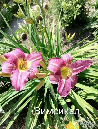 Лилейники сортовые