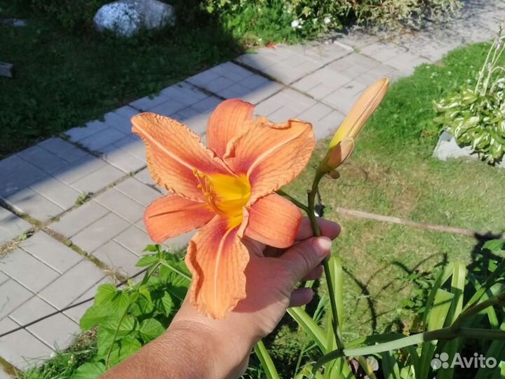 Цветы для дачи бесплатно