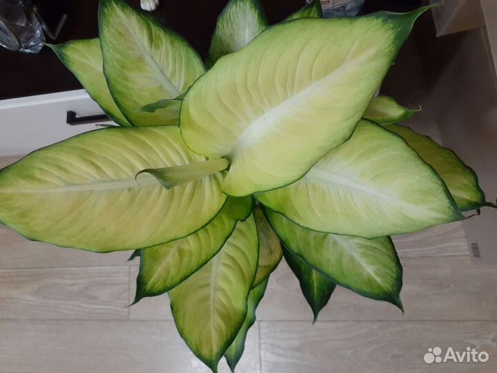 Диффенбахии