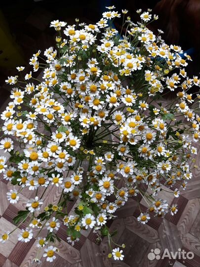 Букет из ромашек