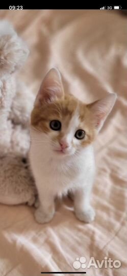 Котенок девочка, 2 месяца