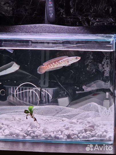 Змееголов золотая кобра