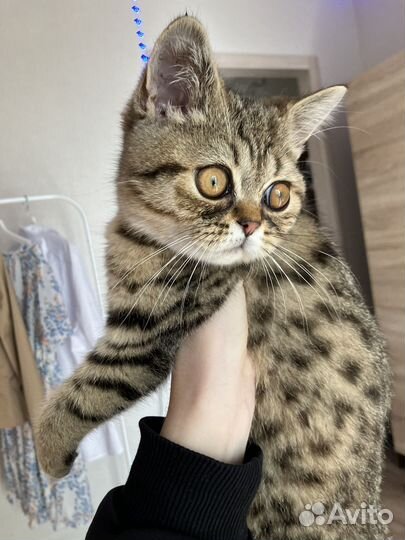 Персидский котенок