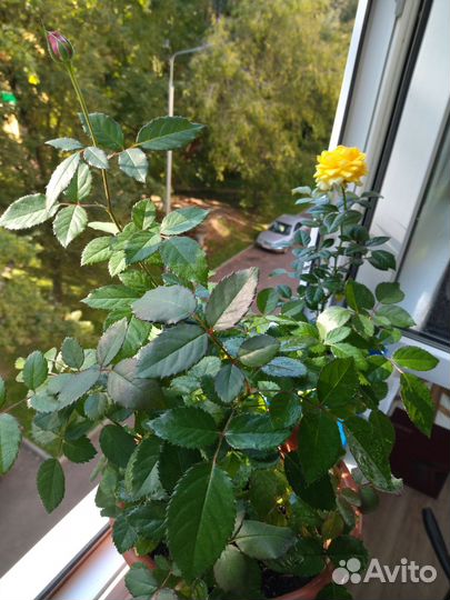 Роза в горшке