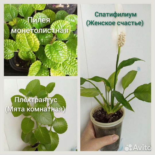 Комнатные цветы