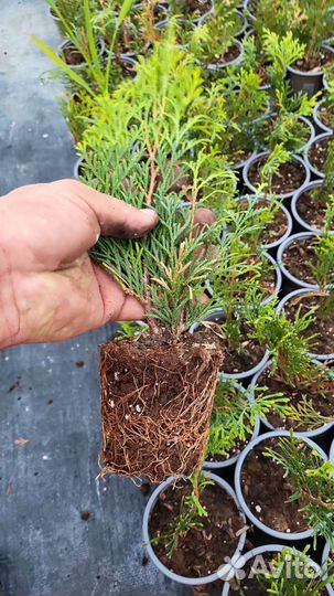 Саженцы черенки