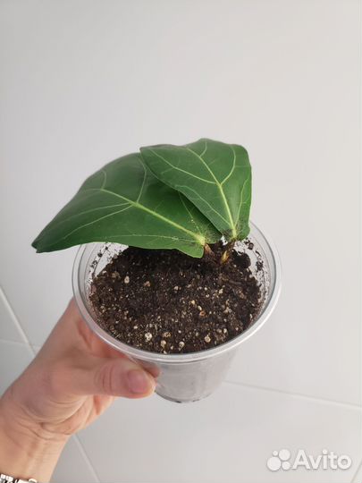 Фикусы разные