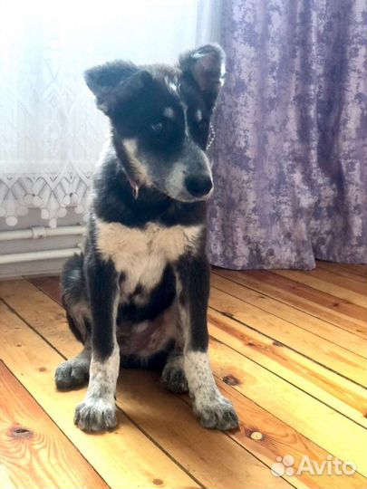 Щенок мальчик Барон 4 мес ищет дом