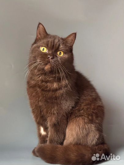 Кошечка в добрые руки