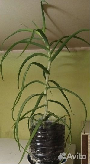 Алоэ столетник