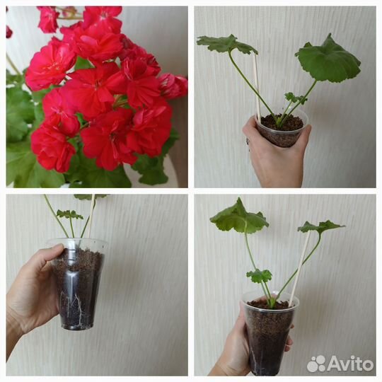 Пеларгония герань сортовая