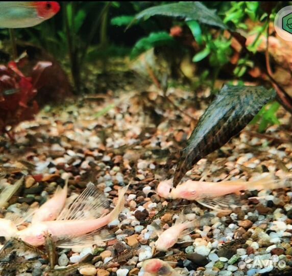 Сомы вуалевые анцитрусы