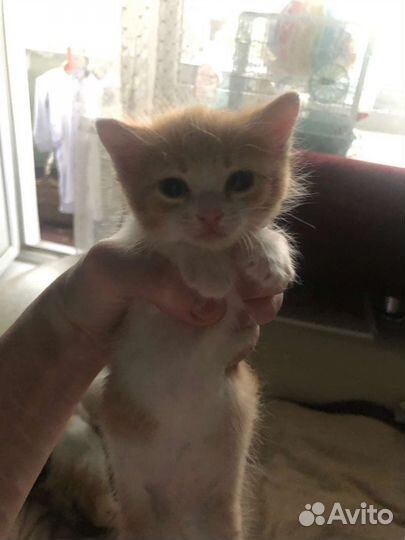 Рыжий котенок девочка, отдам в хорошие руки