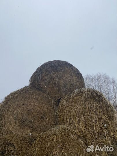 Зеленка сено