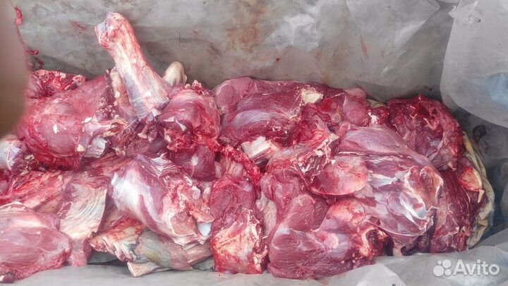 Мясо на корм собакам