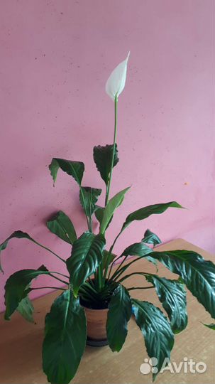 Спатифиллум