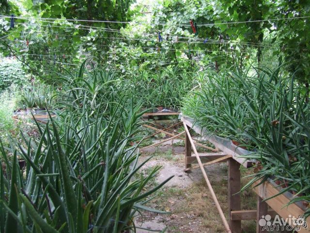 Алоэ:столетник, вера; каланхоэ, толстянка - продаю