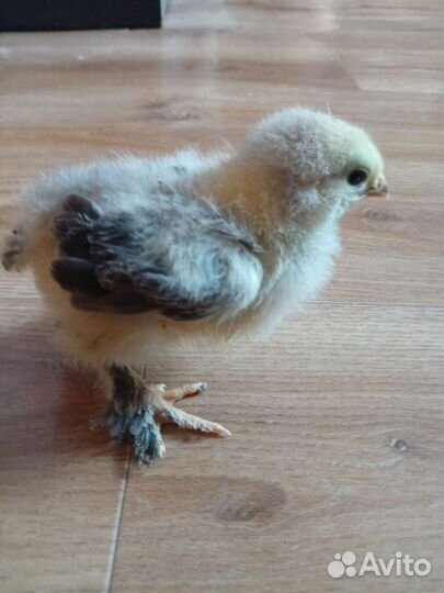 Цыплята брама