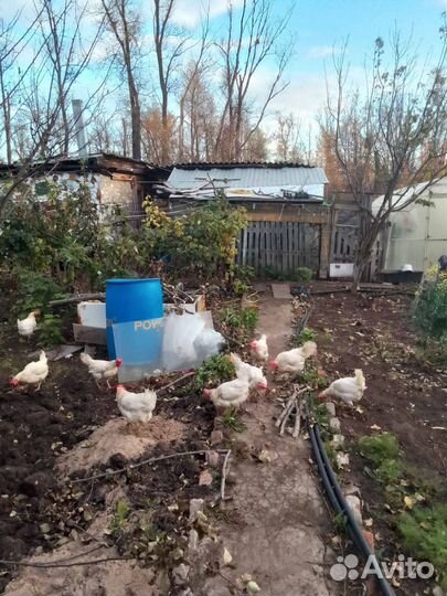 Куры несушки