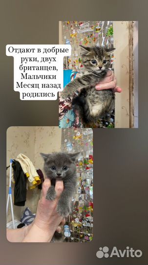 Британские котята