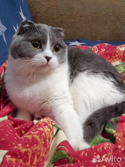 Шотландская вислоухая кошка вязка бесплатно