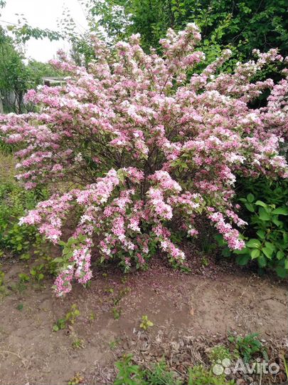 Декоративные кустарники