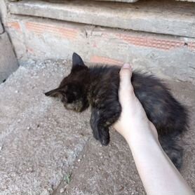 Котёнок