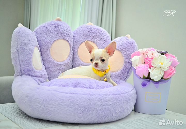 Чихуахуа микро мальчик