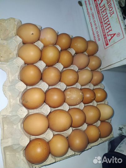 Домашние куриные яйца