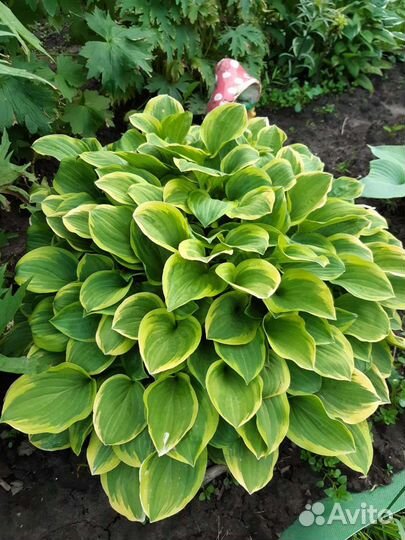 Многолетние цветы, кусты