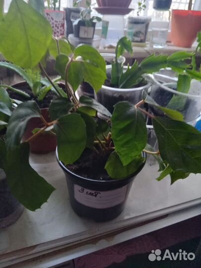 Циссус (березка) 200