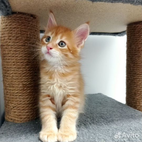 Котята мейн-кун