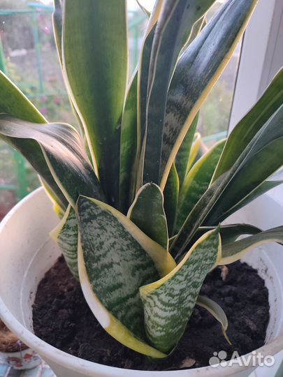 Сансевиерия