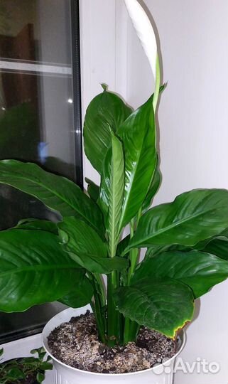 Комнатные цветущий цветок Коллендиум