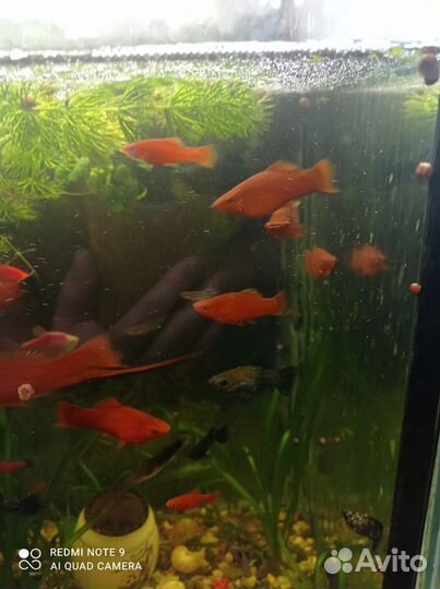 Аквариумные рыбки сомики, гуппи, меченосцы