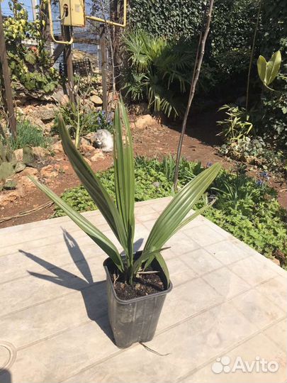 Саженцы Пальмы Финик Канарский