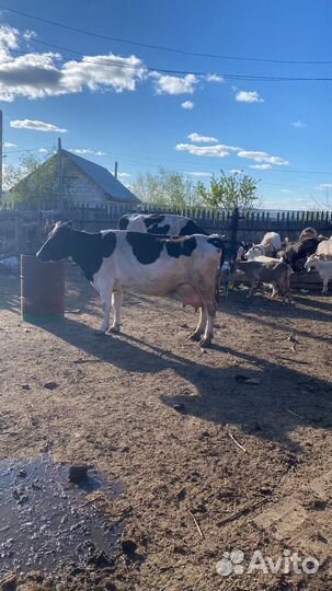 Продажа крс