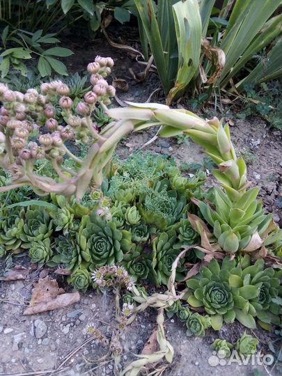 Мраморная роза