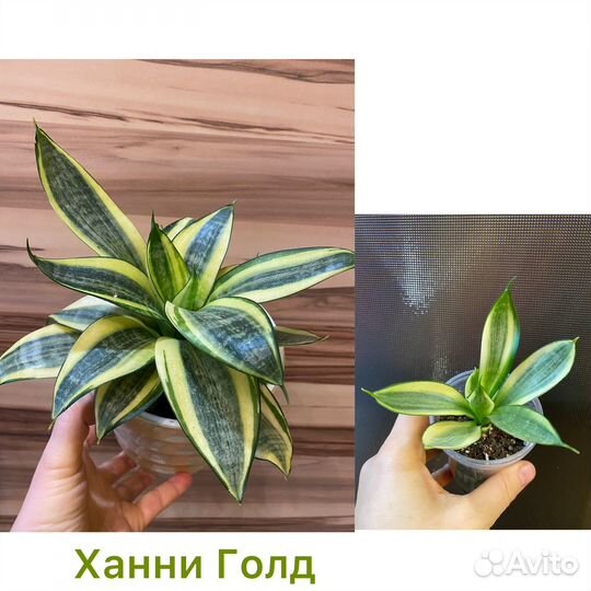 Комнатные растения,цветы.Сциндапсус,бегонии