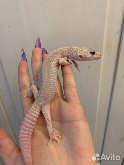 Пятнистый эублефар