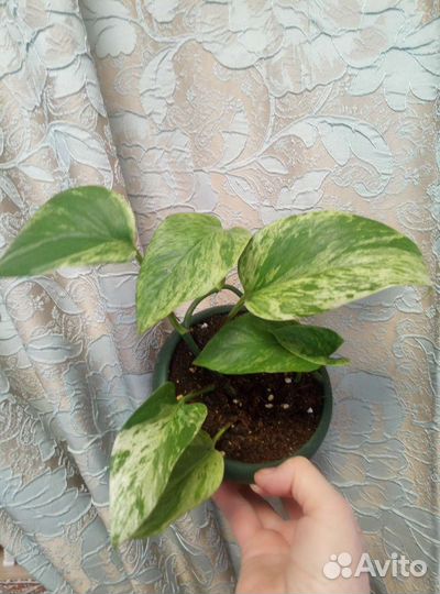 Эпипремнум разные виды