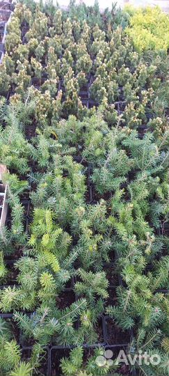 Пихта корейская