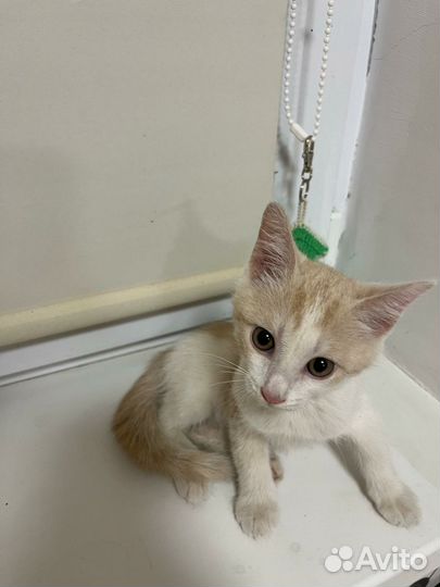 Котенок в добрые руки мальчик бело-рыжий