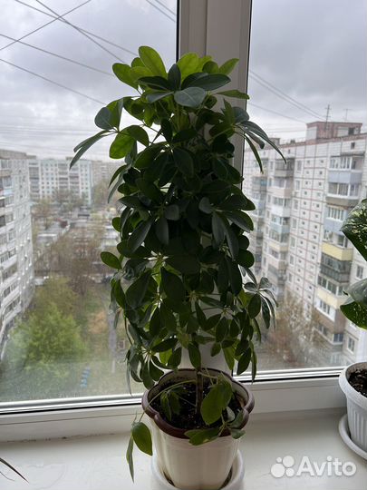 Шефлера
