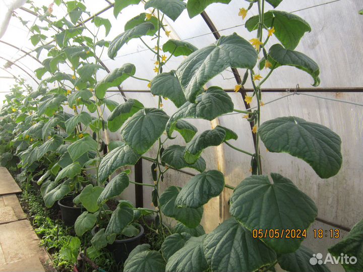 Огурцы,рассада томатов,перцев и др.овощей