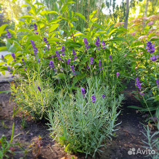 Лаванда узколистная рассада в р9