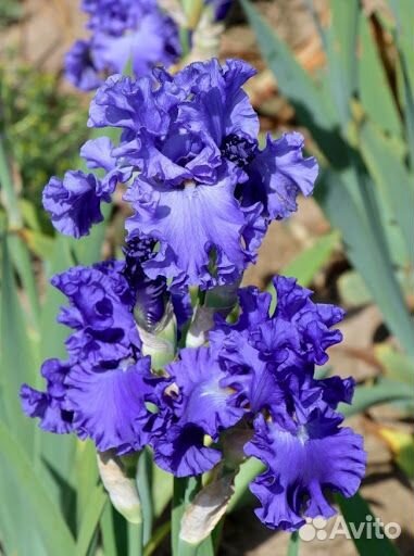 Ирисы бородатые сортовые