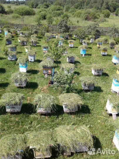 Продам мед оптом