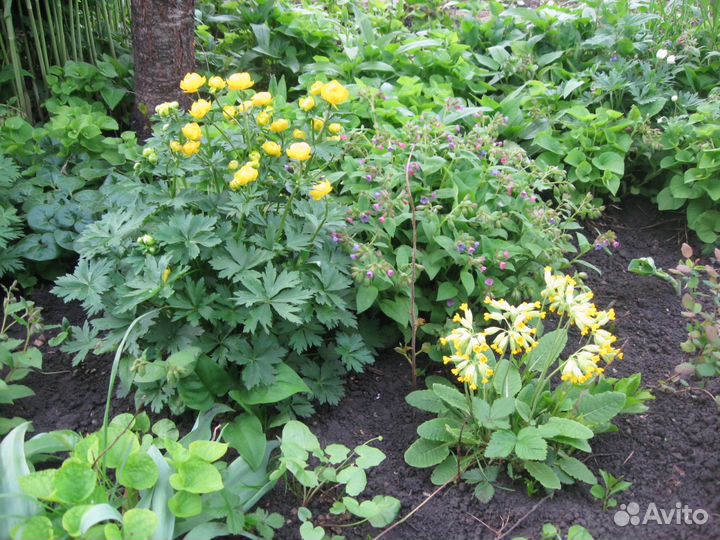 Продажа цветов и кустарников