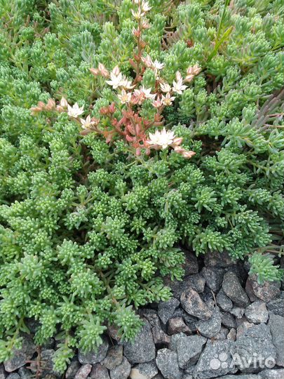 Почвопокровные растения